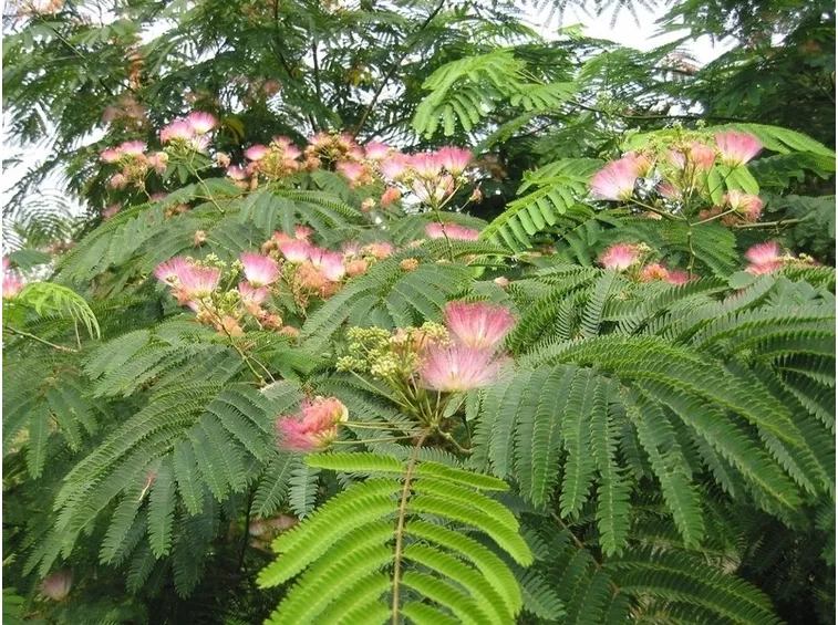 acacia di costantinopoli