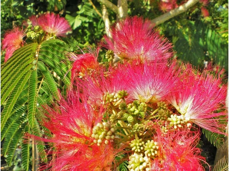 acacia di costantinopoli