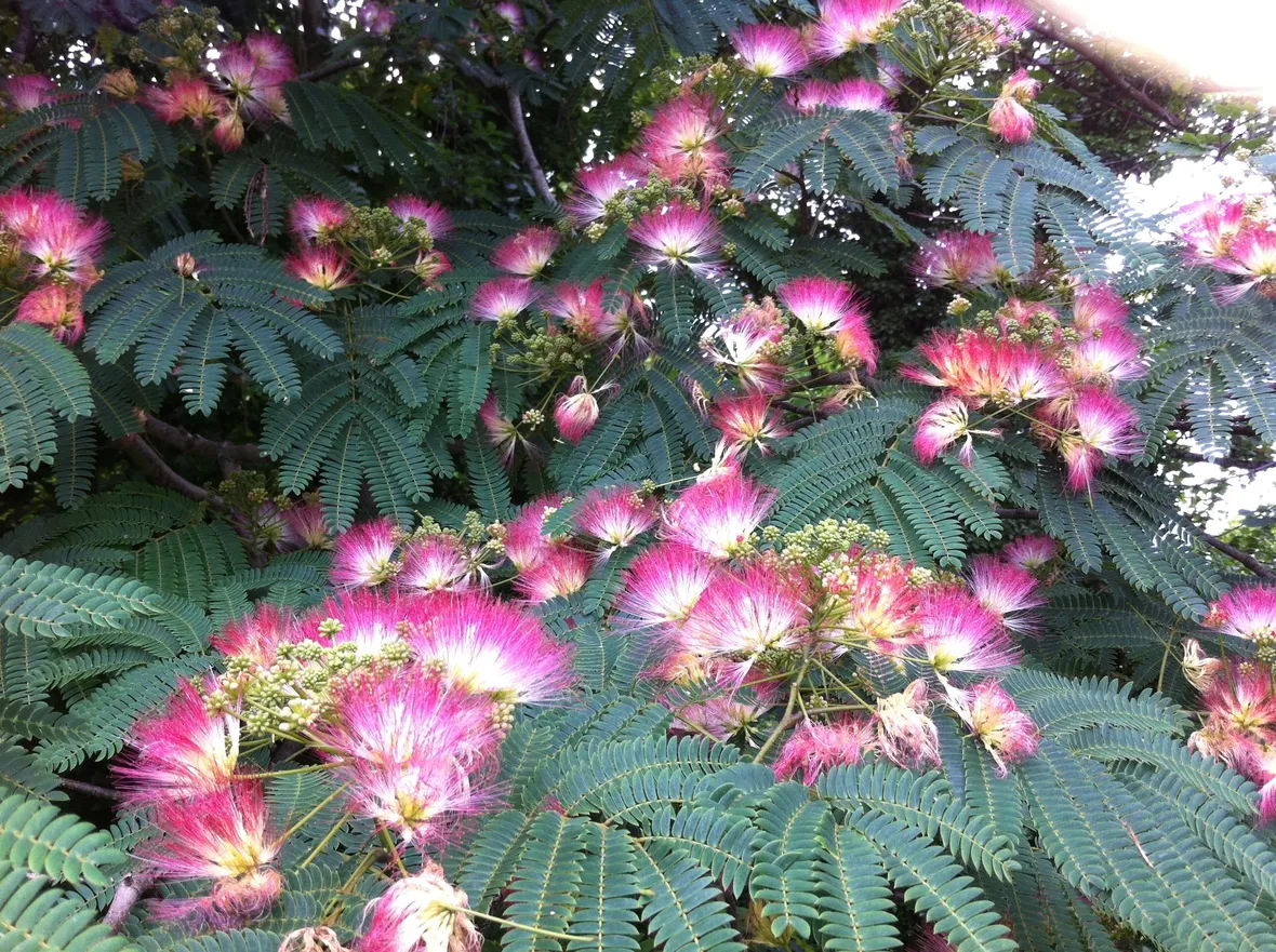 acacia di costantinopoli immagine del fiore