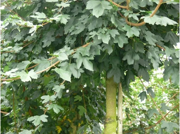 acero