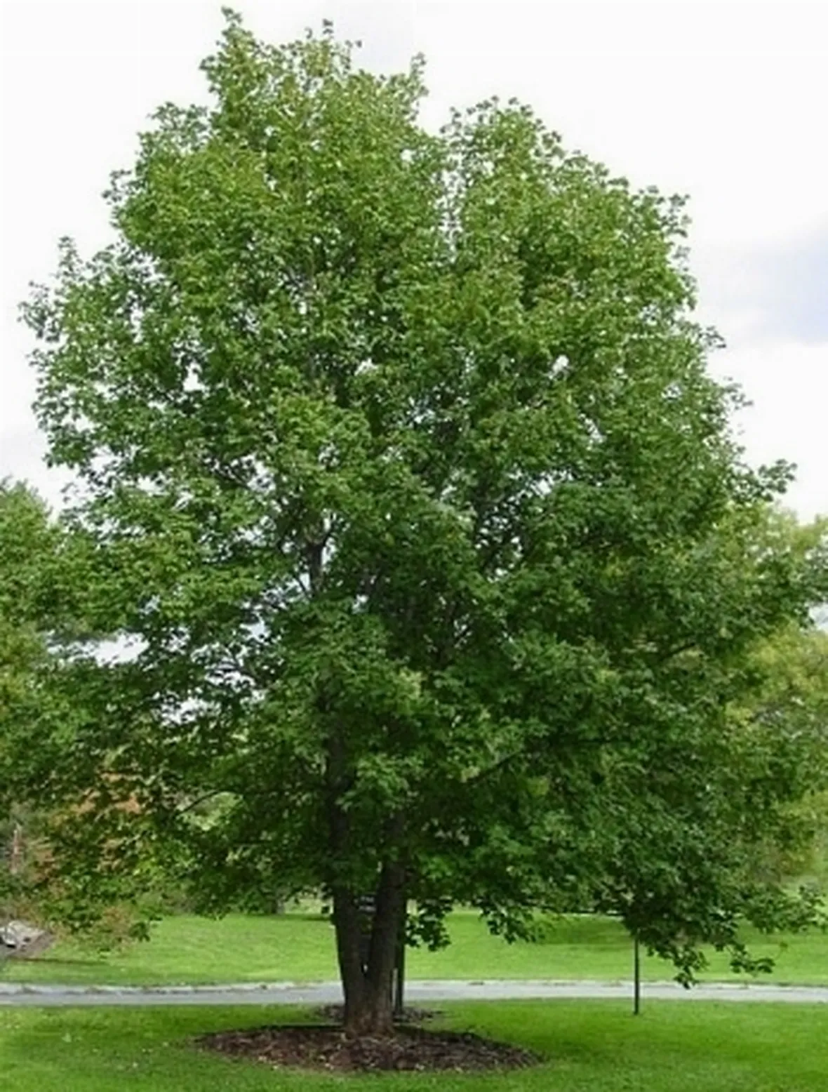 pianta di acero di monte