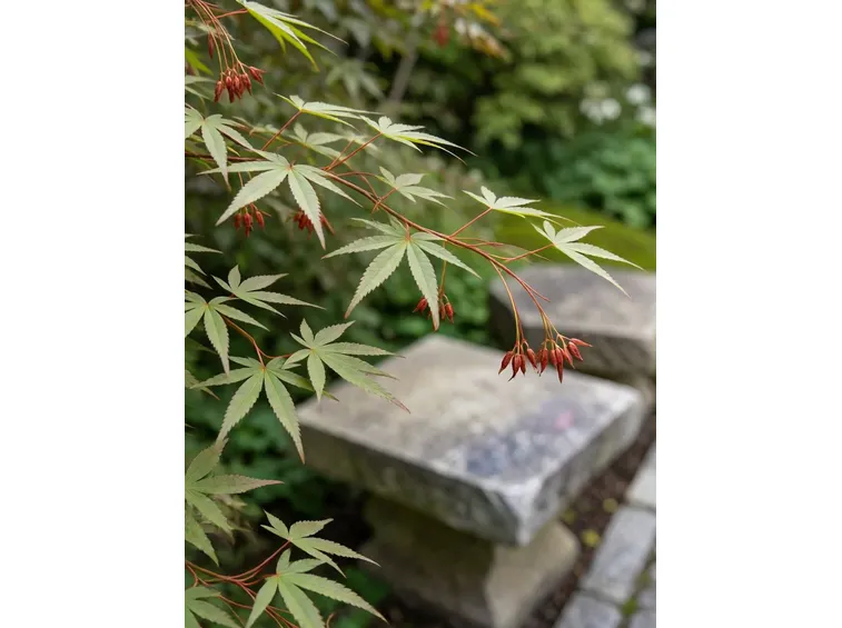 acer palmatum