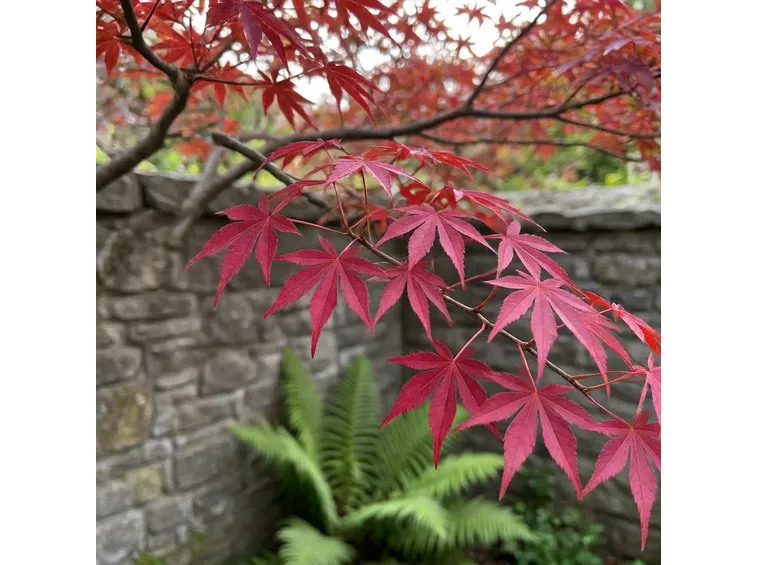 acer palmatum atropurp