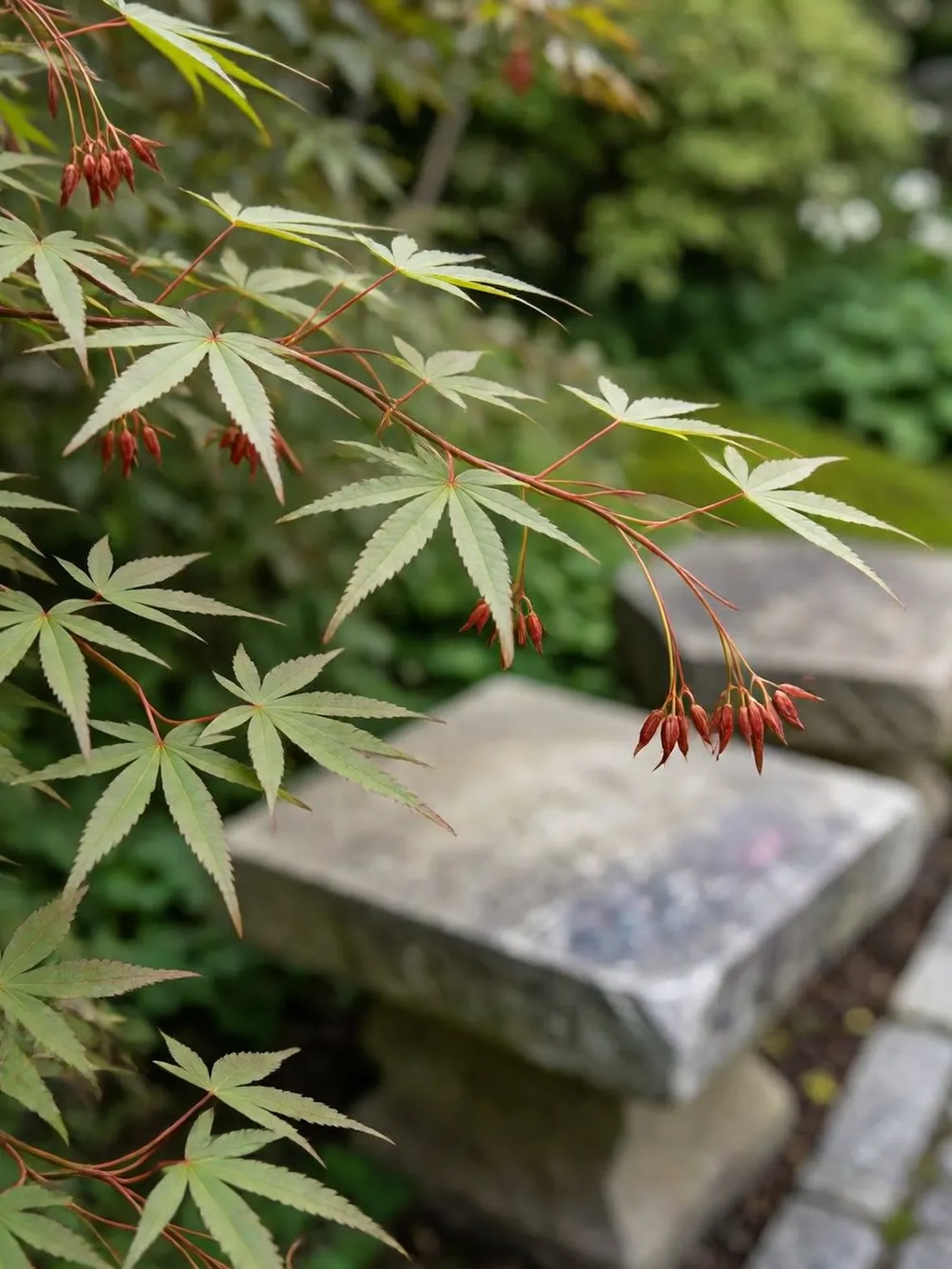 acer palmatum