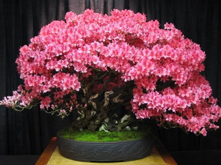bonsai