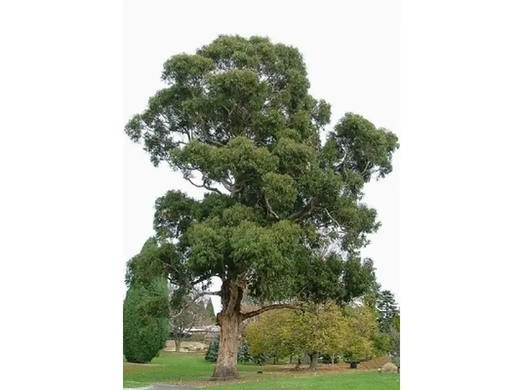eucalyptus globulus
