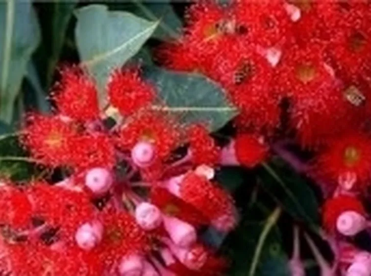 fiori di eucalyptus ficifolia red flowering gum