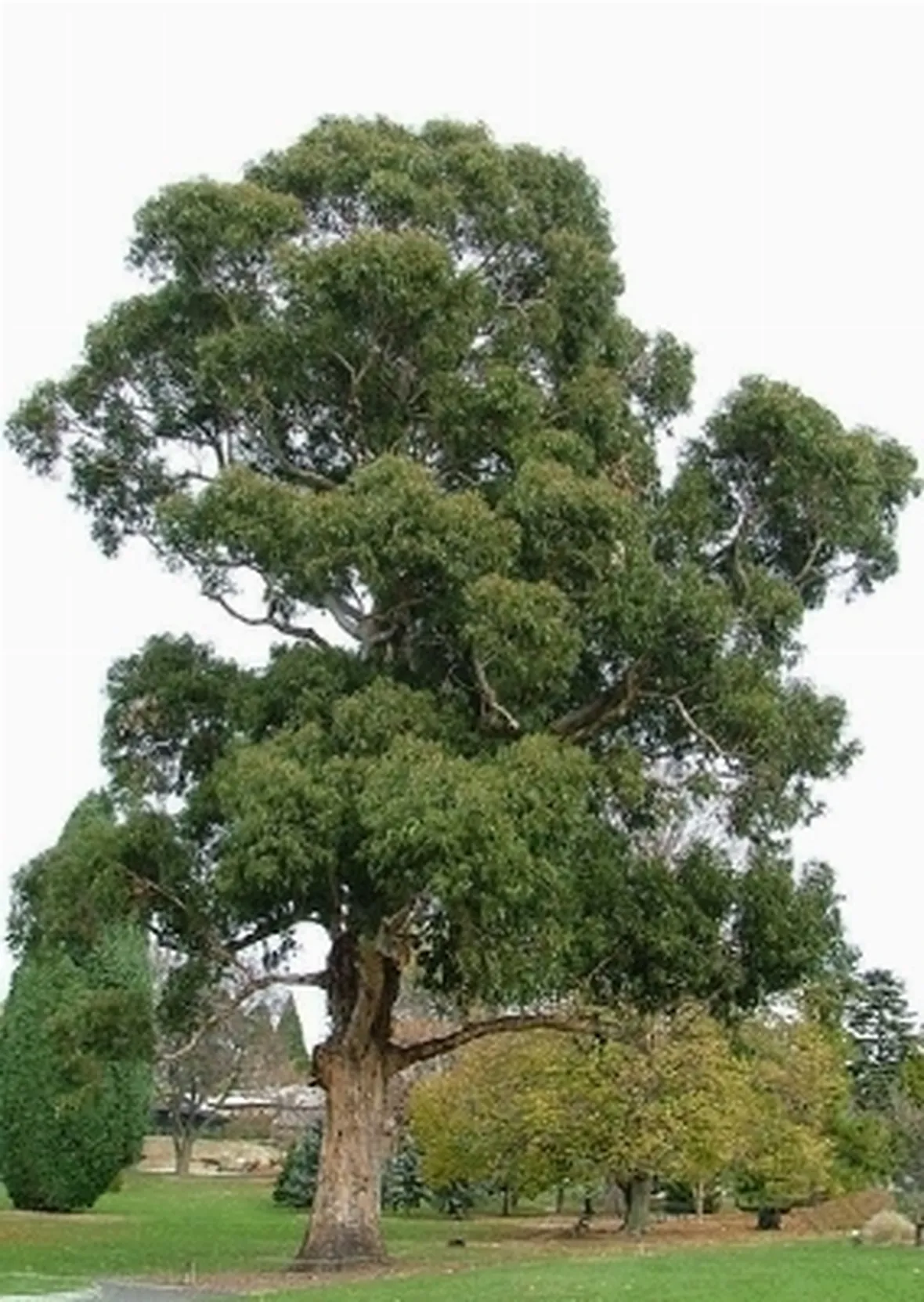 eucalyptus globulus