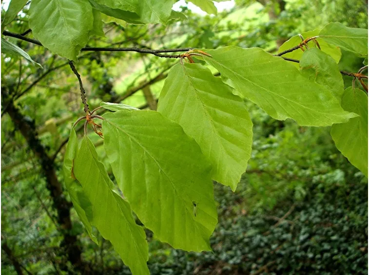 fagus sylvatica