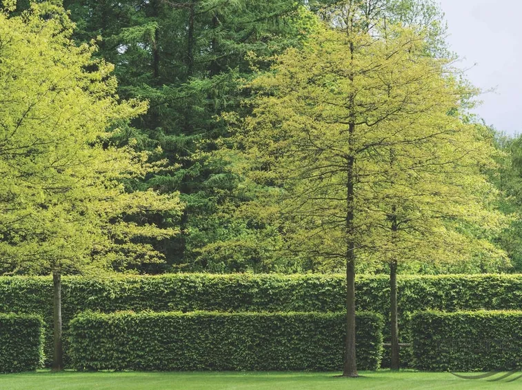 fagus sylvatica