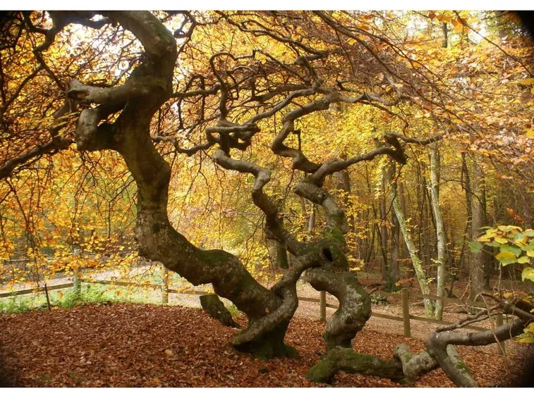 fagus sylvatica tortuosa
