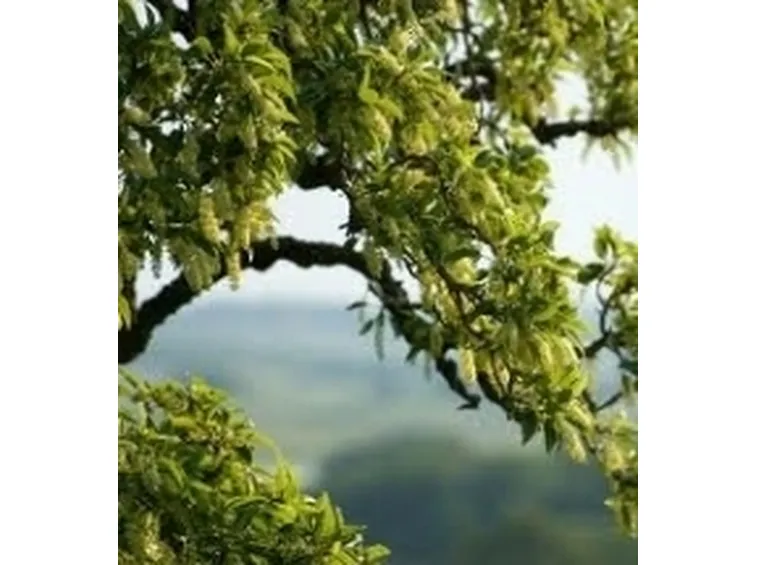 fioritura fitolacca