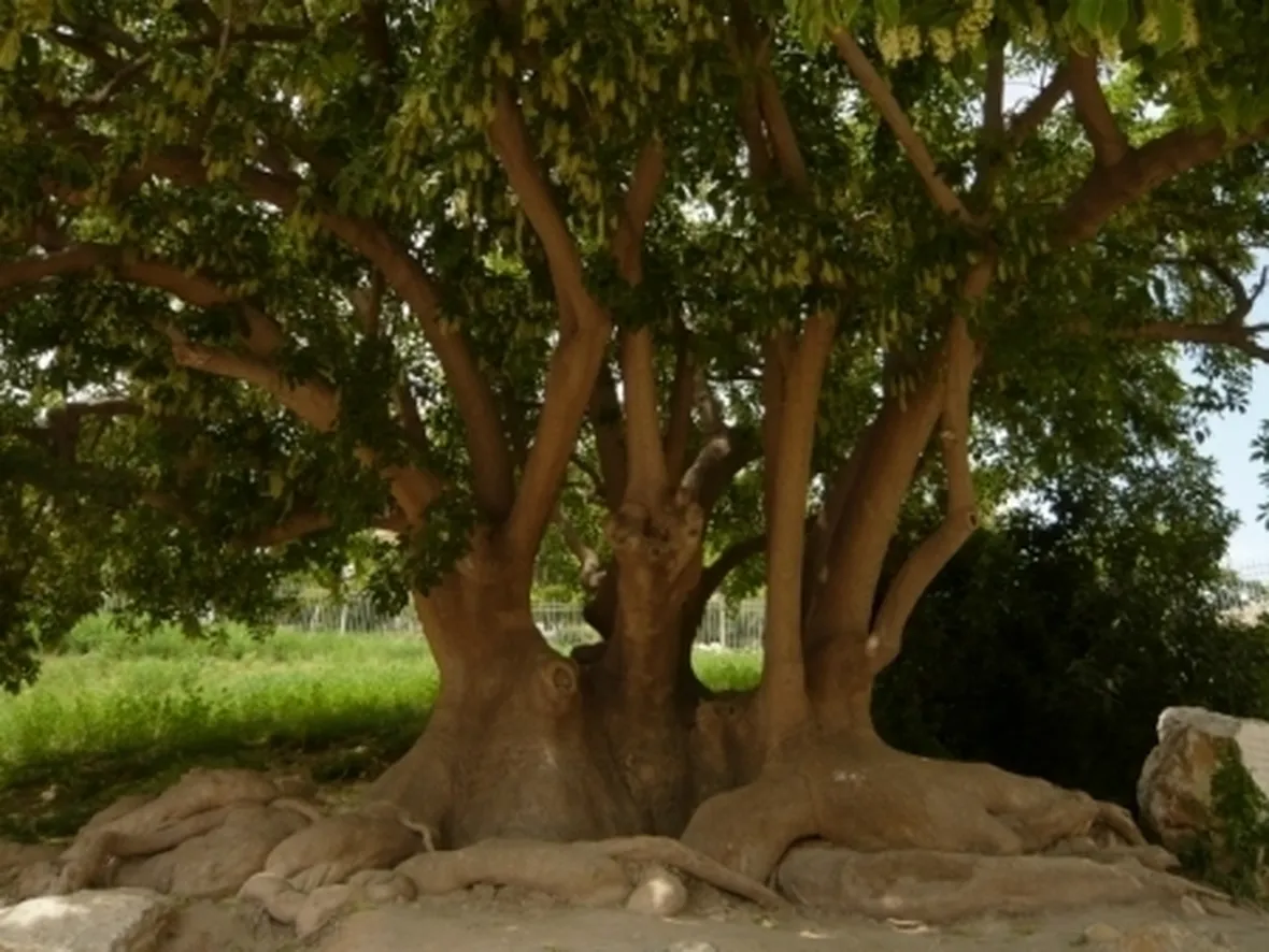fitolacca dioica