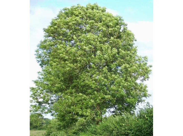 fraxinus excelsior