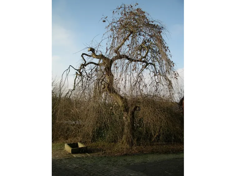 fraxinus excelsior pendula