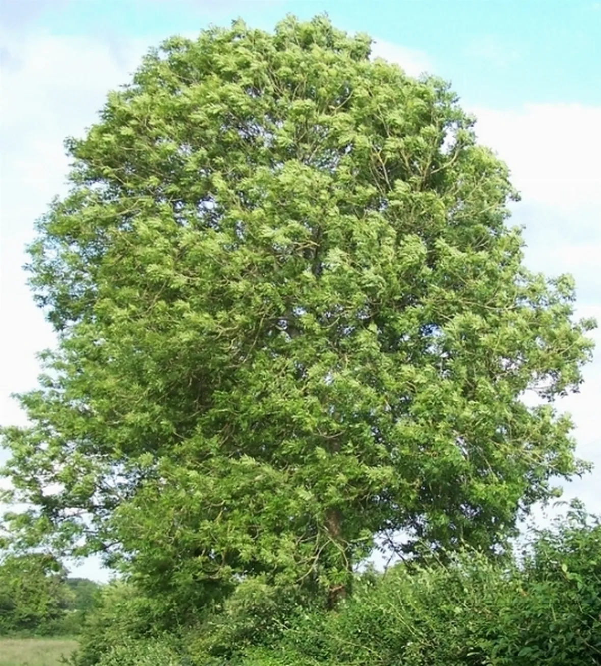 fraxinus excelsior