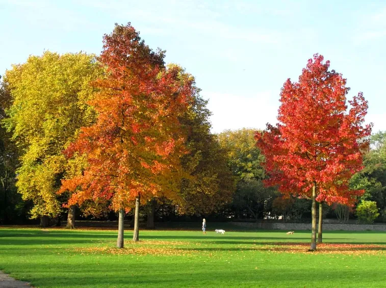 liquidambar