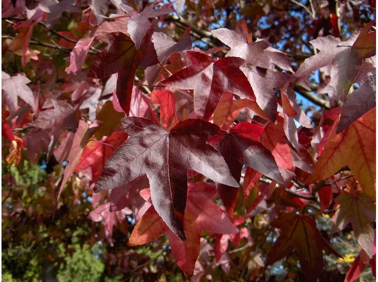 liquidambar foglie