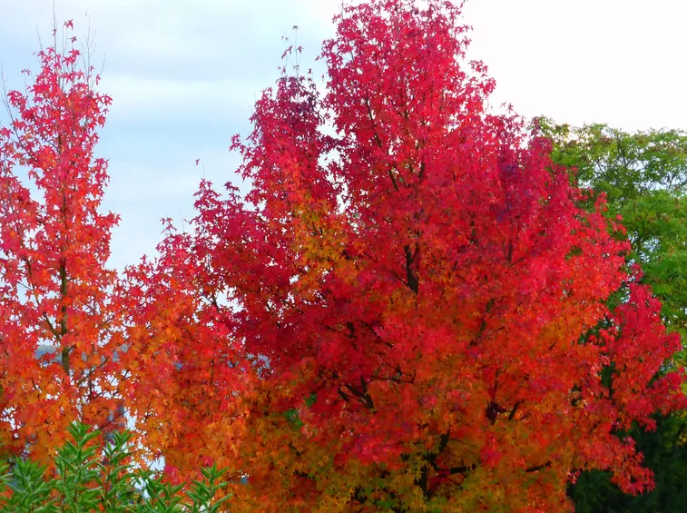 liquidambar pianta
