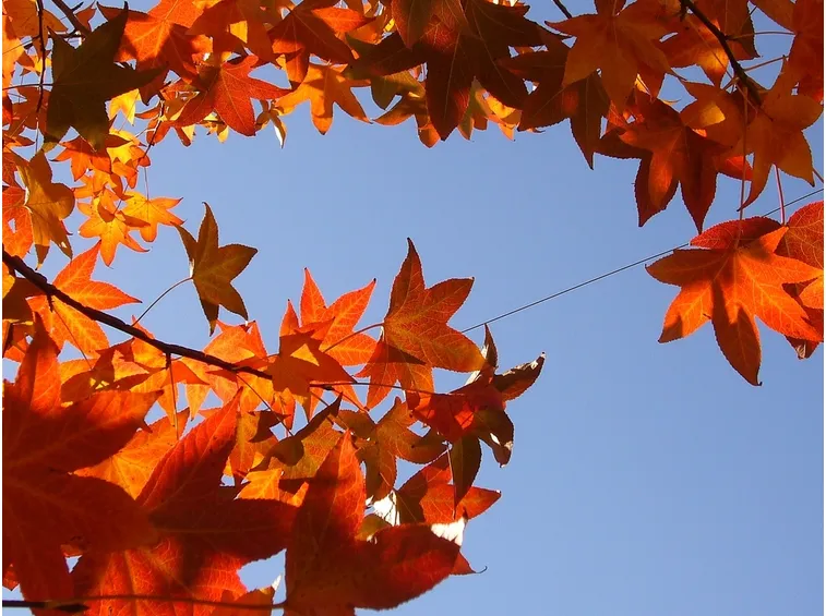 foglie liquidambar