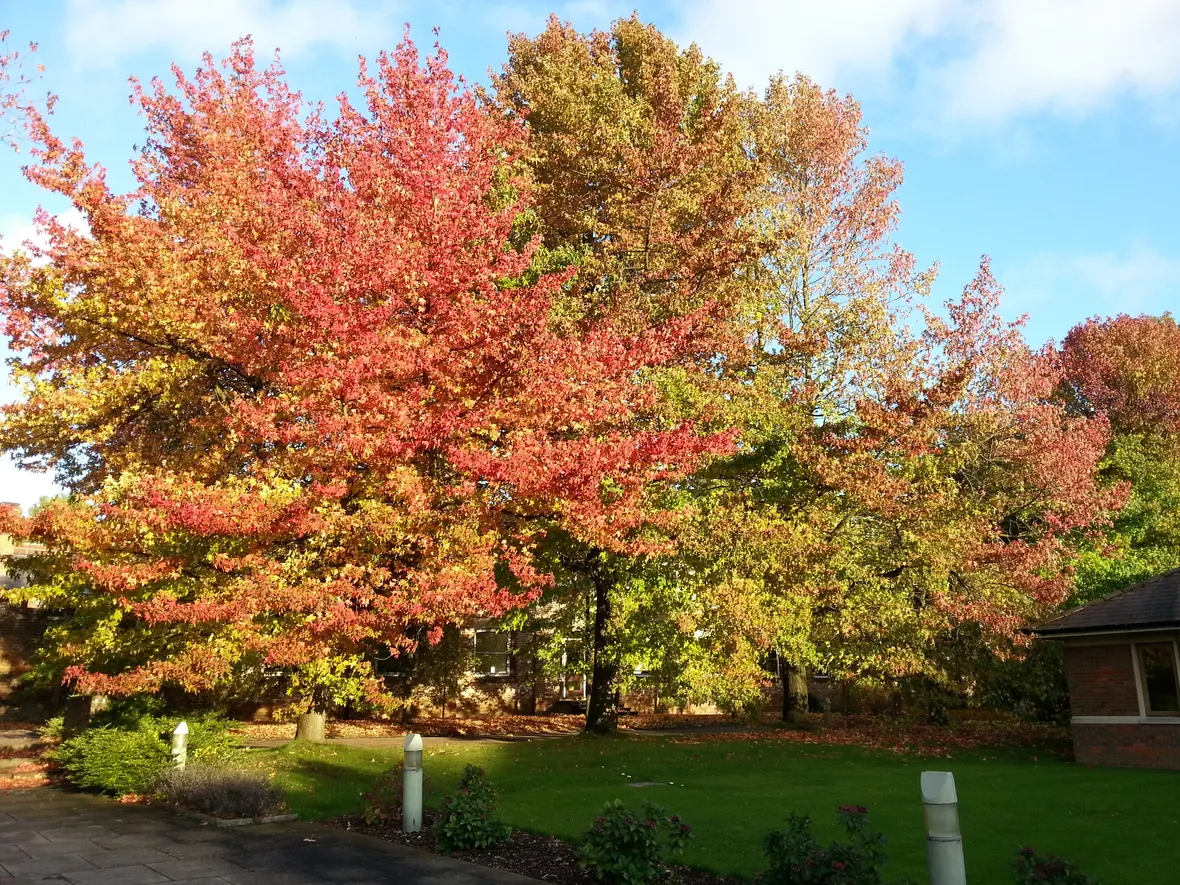 liquidambar styraciflua