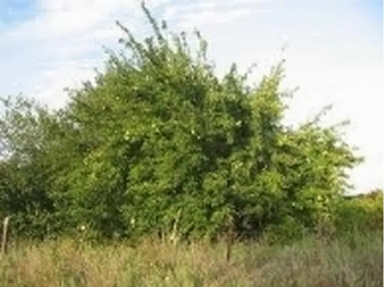 maclura