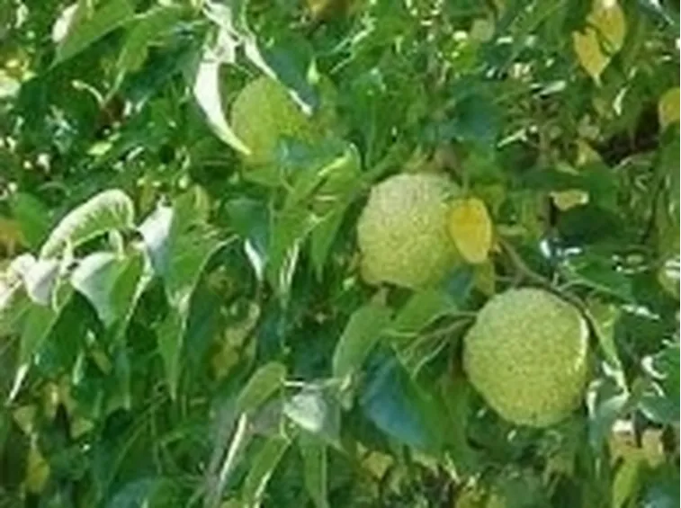 frutti maclura
