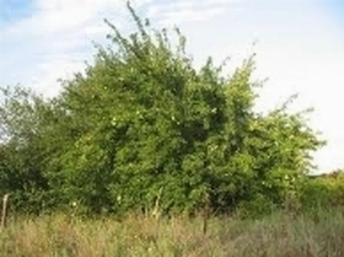 maclura