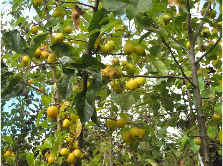 frutti melo selvatico