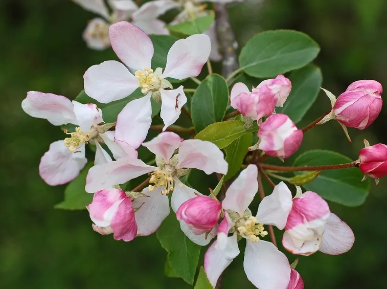 malus sylvestris