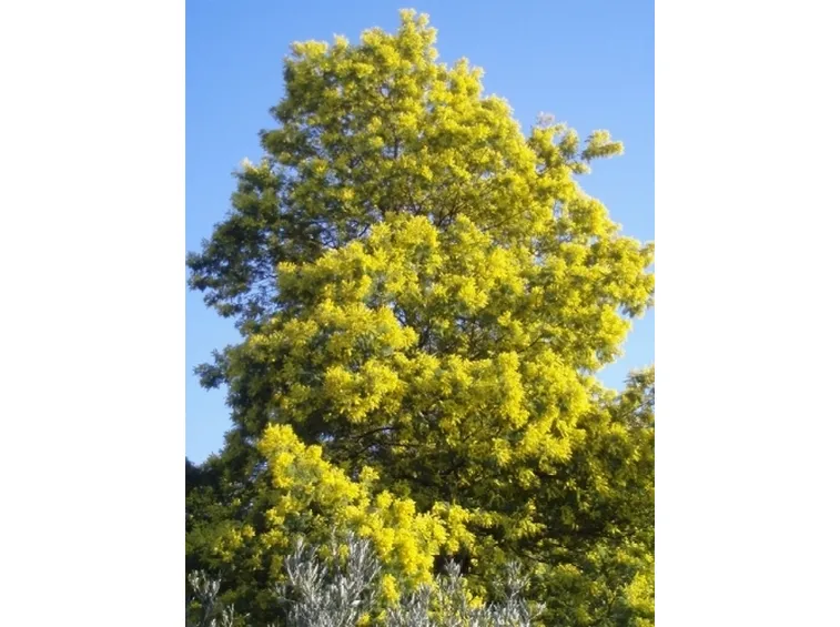 mimosa