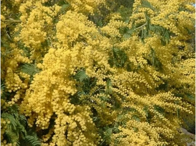 fiori mimosa