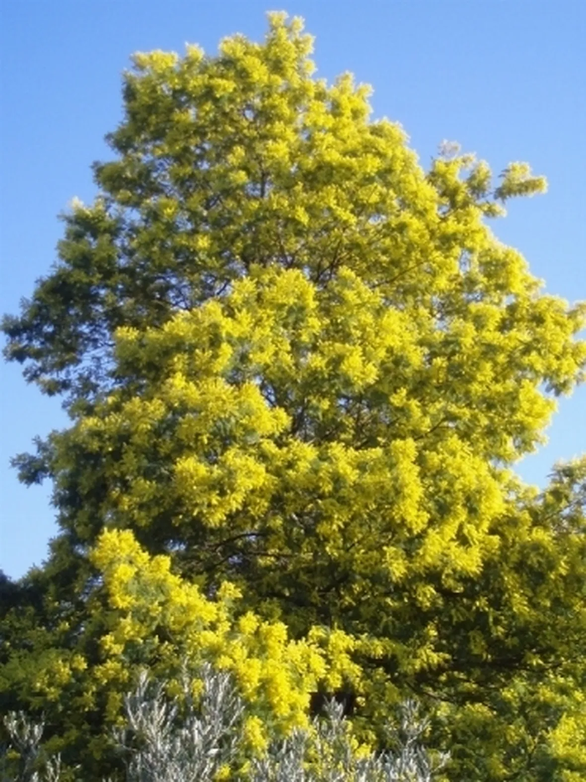 mimosa
