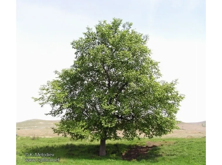 ulmus minor