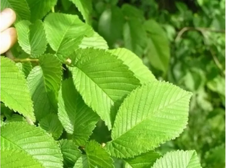 foglie olmo campestre