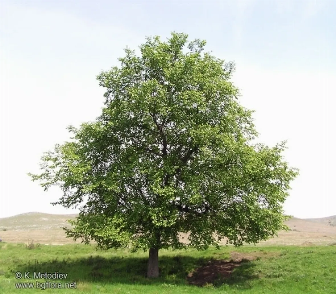 ulmus minor