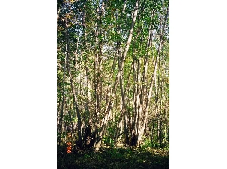 alnus incana