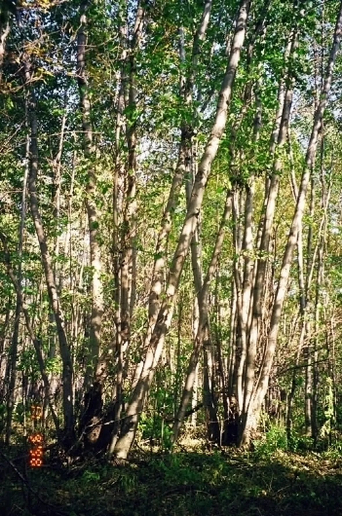 alnus incana