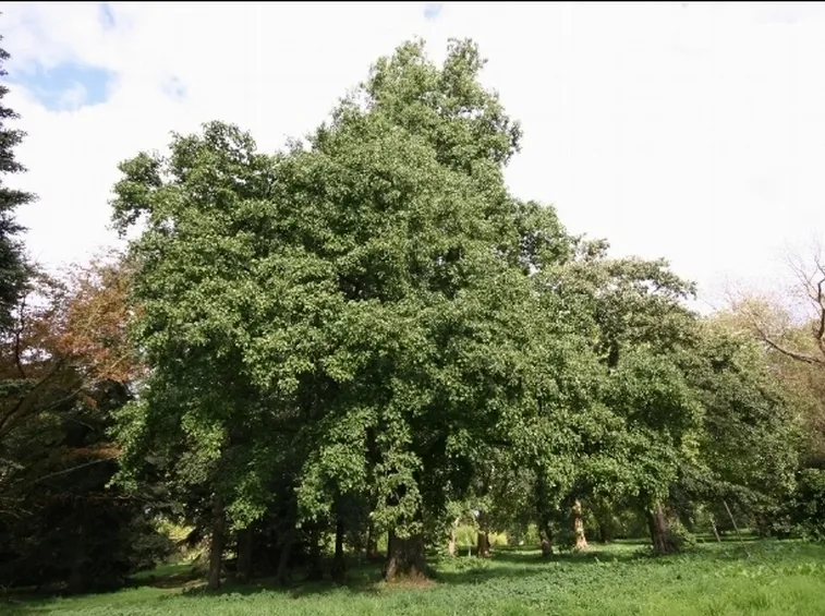 alnus cordata