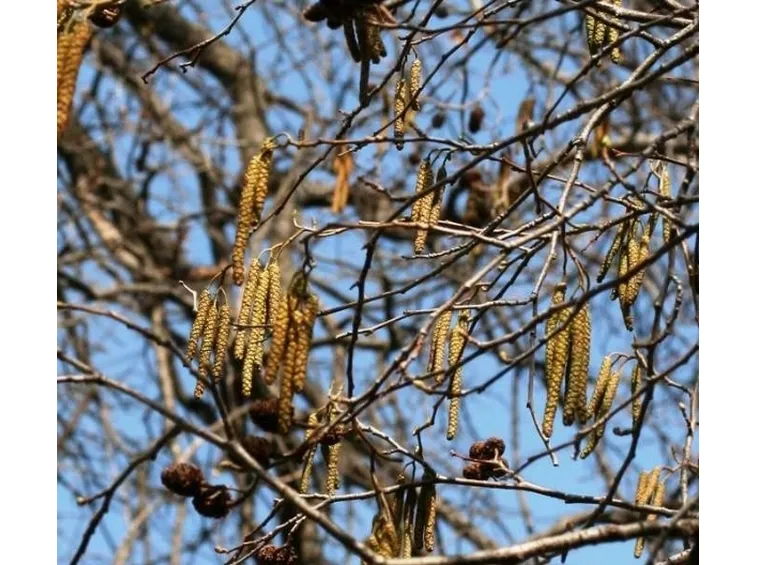 ontano napoletano in inverno