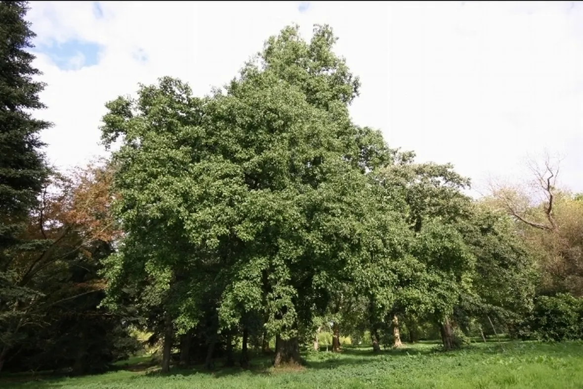alnus cordata