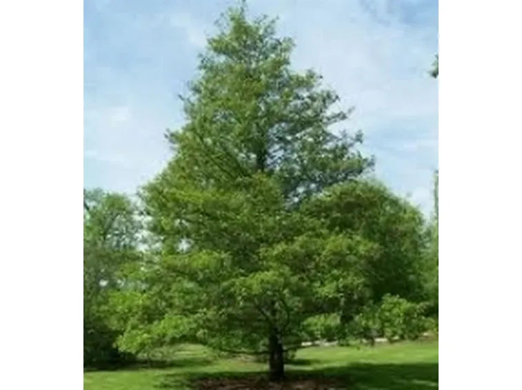alnus glutinosa