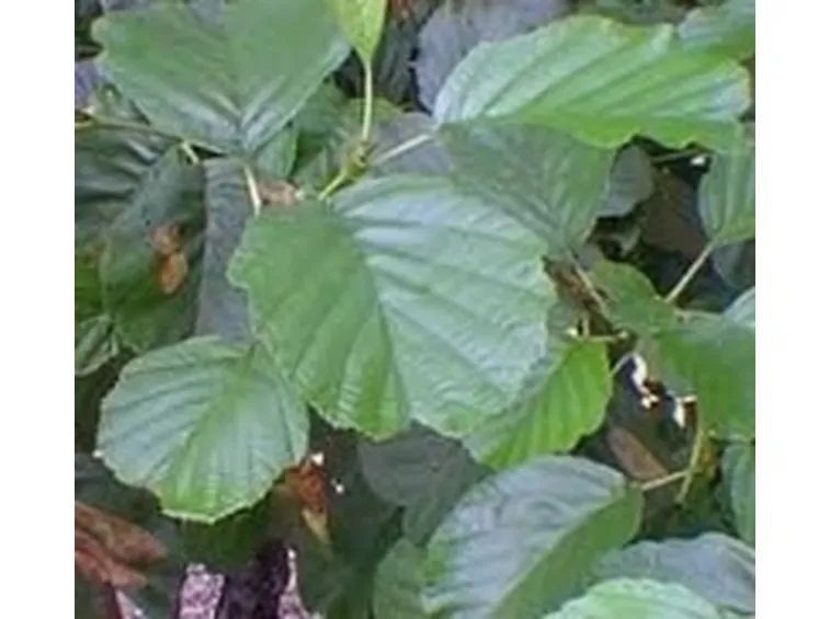 foglie ontano nero