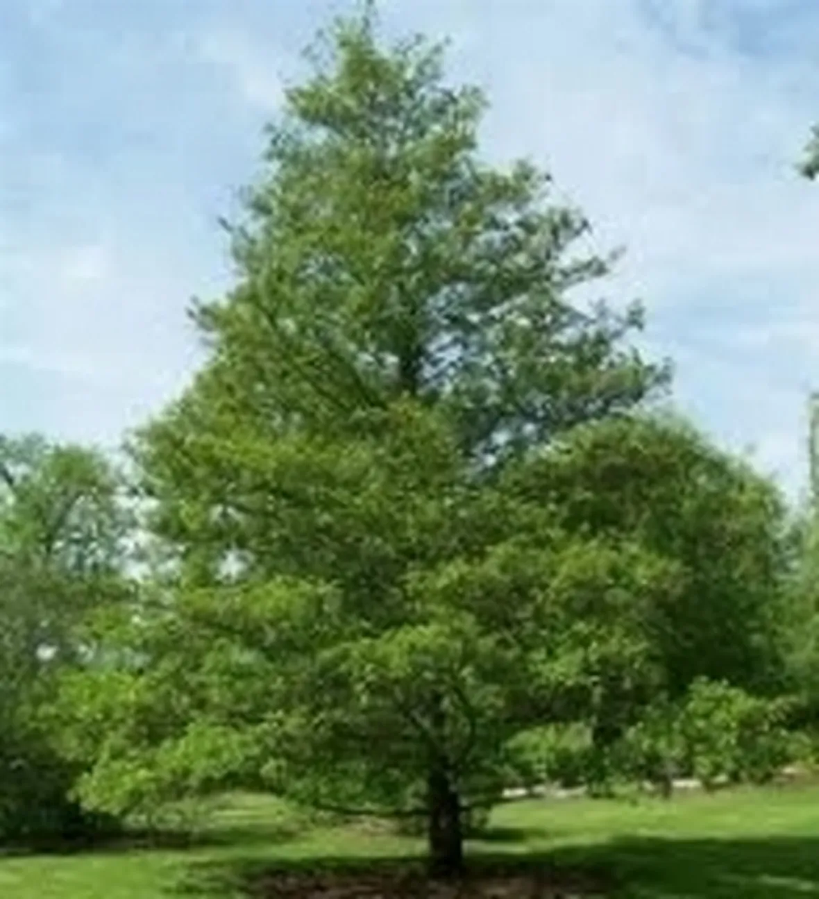 alnus glutinosa