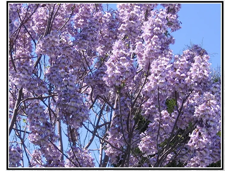 fiori paulonia