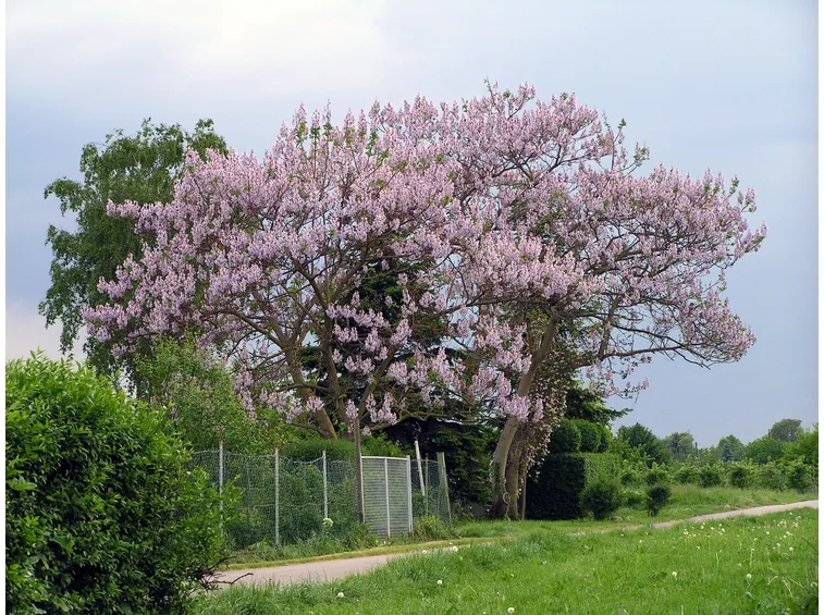 paulonia imperialis