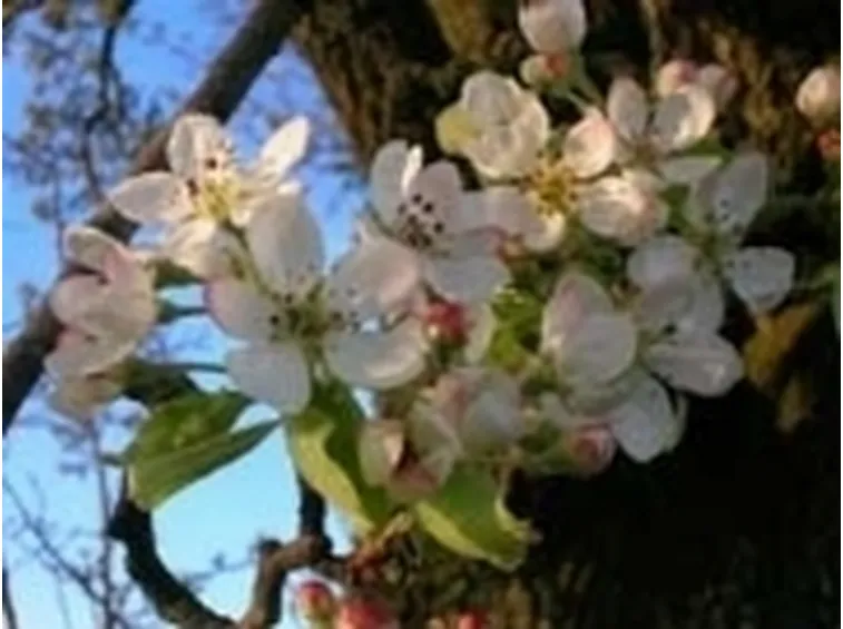 fiori pero selvatico