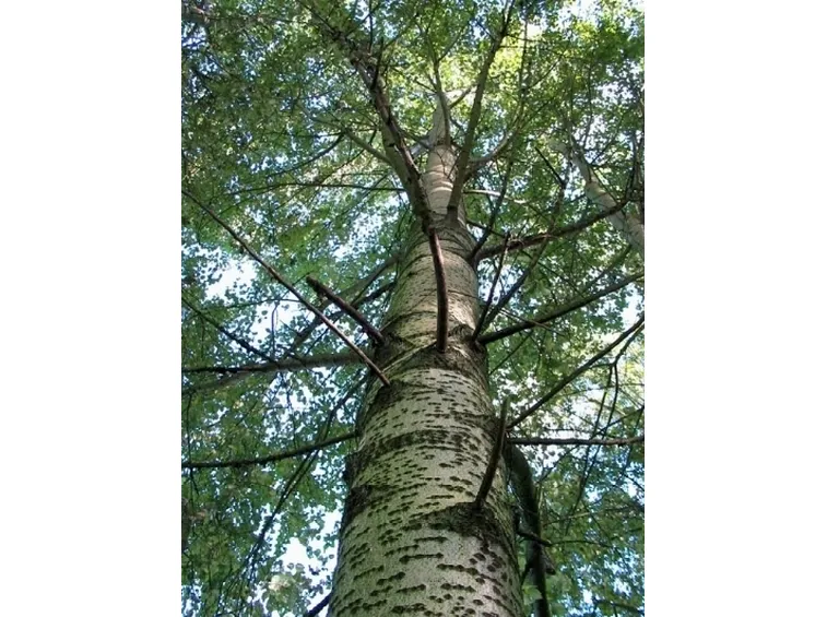 populus alba