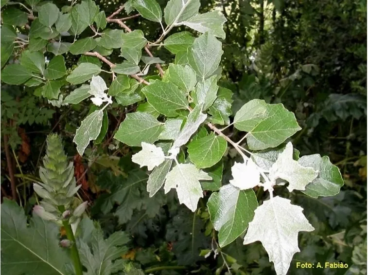 foglie pioppo bianco
