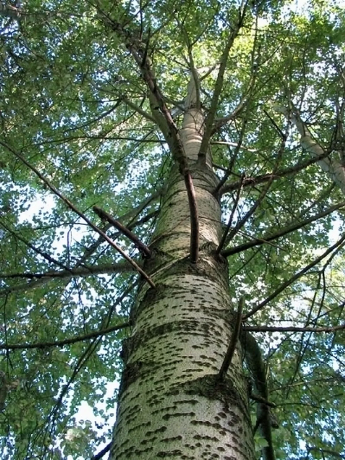 populus alba